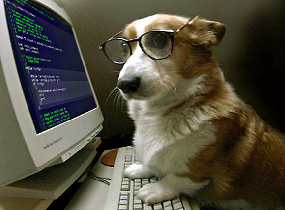 What is the Code for Dog 