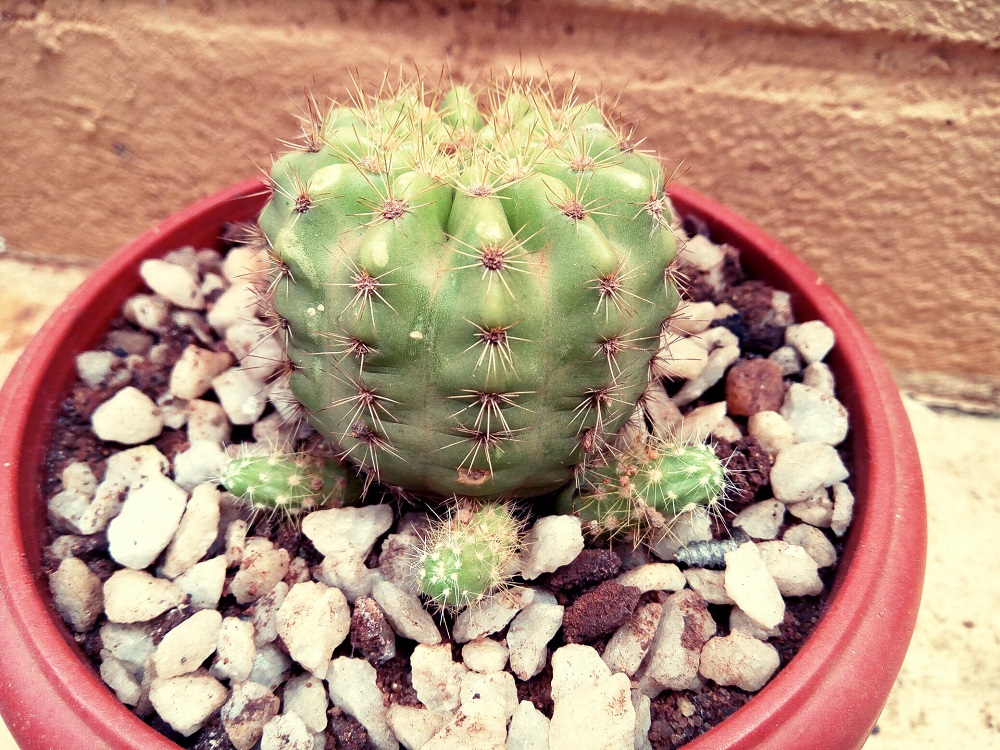 Cactus