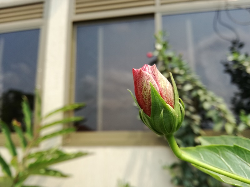 Huawei P9 Lite Flower