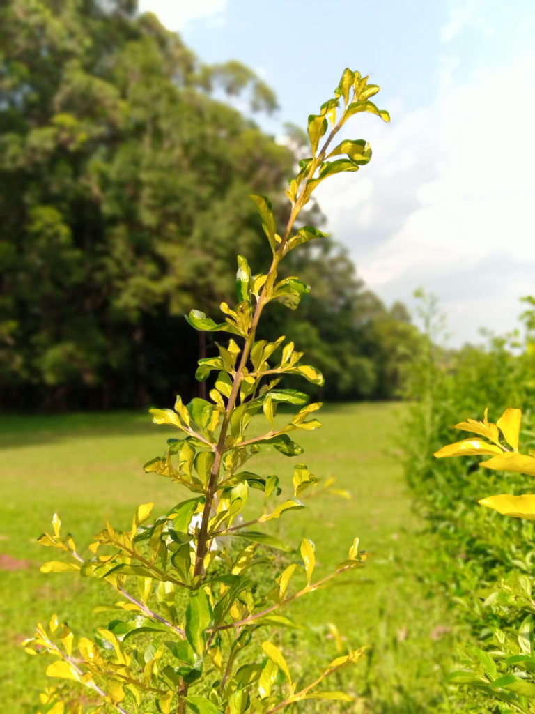 Infinix S5 Bokeh Mode